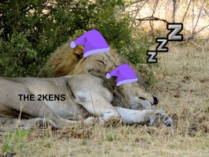 Lion Sleeps